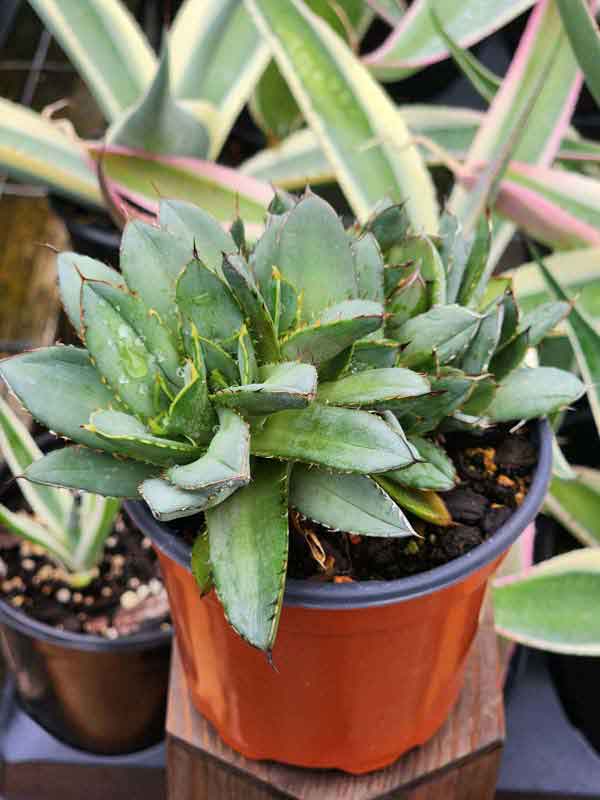 Lg. RARE Dwarf Blue Crested Agave Plant (agave parrasana sp) - Image 2