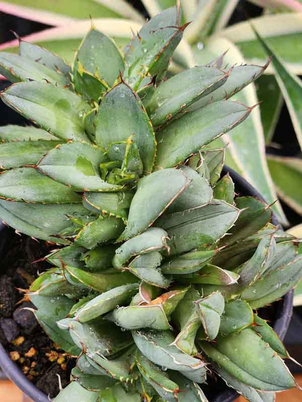 Lg. RARE Dwarf Blue Crested Agave Plant (agave parrasana sp) - Image 3