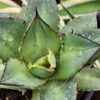 Lg. RARE Dwarf Blue Claw Agave Plant (agave parrasana sp)