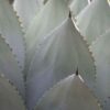 Parryi Blue Rose Agave Plant (agave mezcal sp)