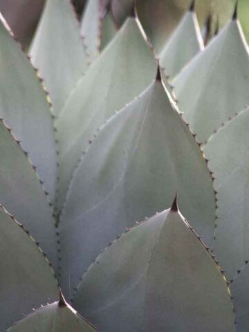 Parryi Blue Rose Agave Plant (agave mezcal sp)