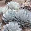 Lg. Parryi Blue Rose Agave Plant (agave mezcal sp)