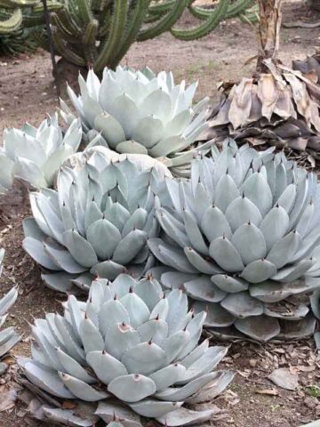 Lg. Parryi Blue Rose Agave Plant (agave mezcal sp)