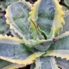 Lg. Blue Streak Ikari Raijin Nishiki Agave Plant (agave potatorum sp)