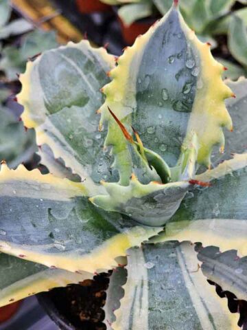 Lg. Blue Streak Ikari Raijin Nishiki Agave Plant (agave potatorum sp)