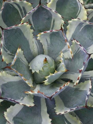 Lg. Elegant Bluewinds Agave Plant (agave potatorum sp)