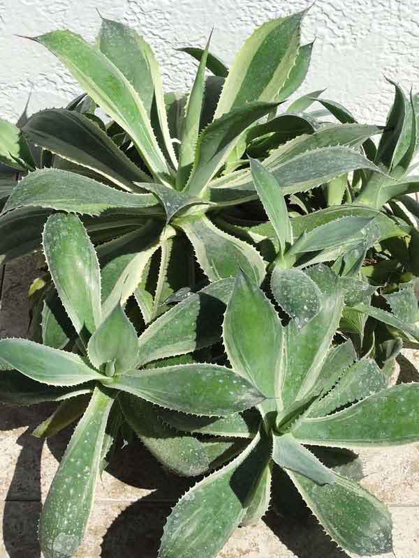 Lg. Large Japanese Cultivar Potatorum Agave Plant (potatorum variegata) - Image 3