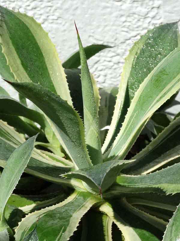 Lg. Large Japanese Cultivar Potatorum Agave Plant (potatorum variegata) - Image 2