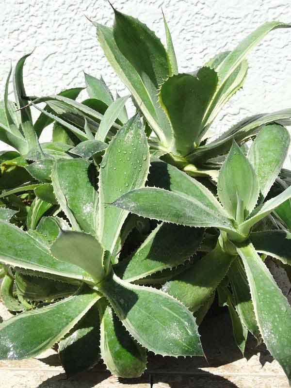 Lg. Large Japanese Cultivar Potatorum Agave Plant (potatorum variegata)