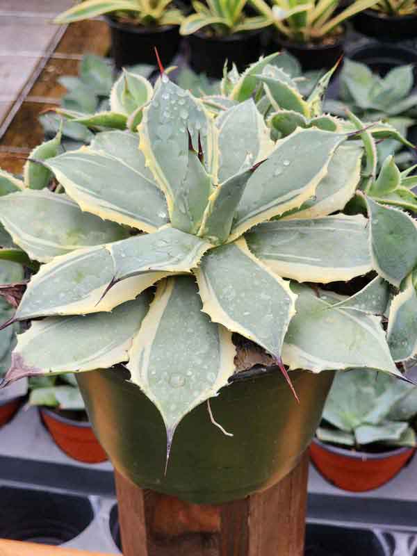 Lg. Large Japanese Cultivar Potatorum Agave Plant (potatorum variegata) - Image 4