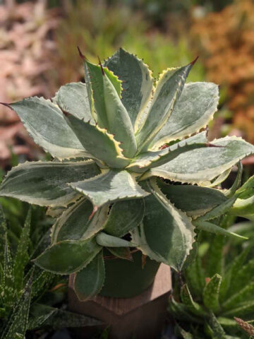 Lg. Large Japanese Cultivar Potatorum Agave Plant (potatorum variegata) - Image 3
