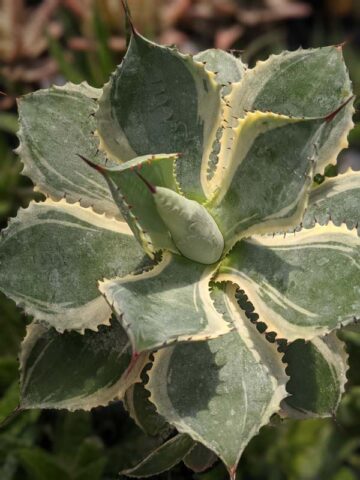 Lg. Large Japanese Cultivar Potatorum Agave Plant (potatorum variegata) - Image 4