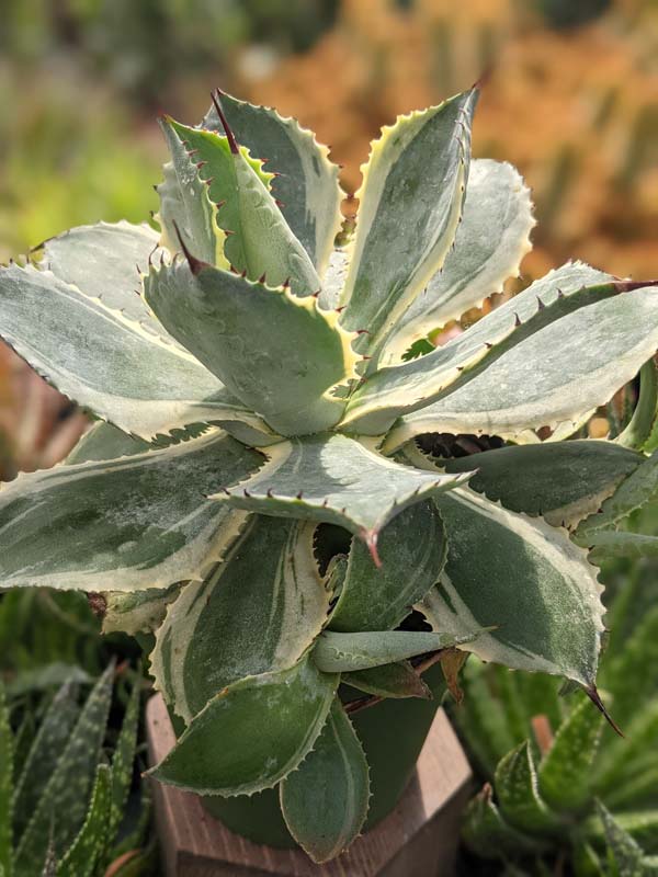 Lg. Large Japanese Cultivar Potatorum Agave Plant (potatorum variegata) - Image 6