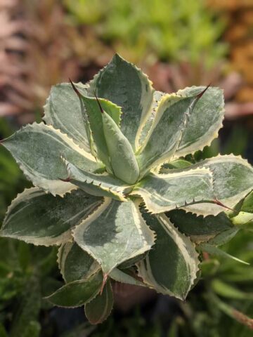 Lg. Large Japanese Cultivar Potatorum Agave Plant (potatorum variegata)