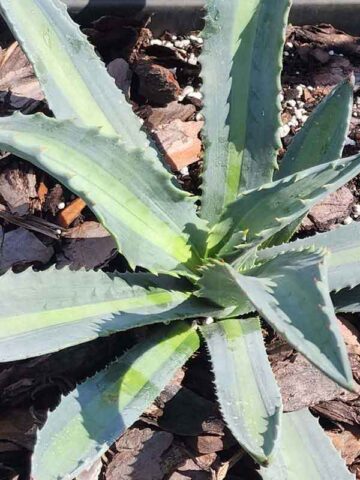 Lg. Neon Lime Medio-Picta Agave Plant (agave protoamericana)