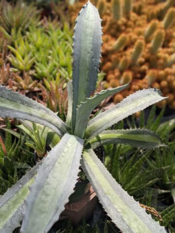 Lg. Neon Lime Medio-Picta Agave Plant (agave protoamericana) - Image 3