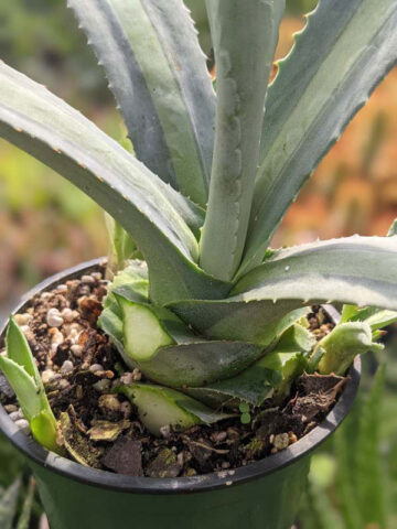 Alternative view of Lg. Neon Lime Medio-Picta Agave Plant (agave protoamericana)