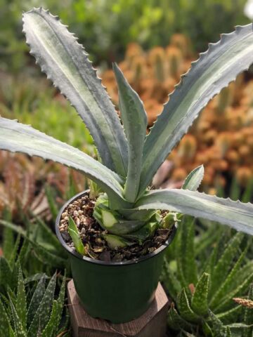Lg. Neon Lime Medio-Picta Agave Plant (agave protoamericana) - Image 6