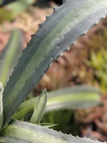 Lg. Neon Lime Medio-Picta Agave Plant (agave protoamericana) - Image 5
