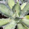 Lg. Mildly Variegated Sweet Becky Agave Plant (agave potatorum sp)