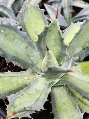 Lg. Mildly Variegated Sweet Becky Agave Plant (agave potatorum sp)