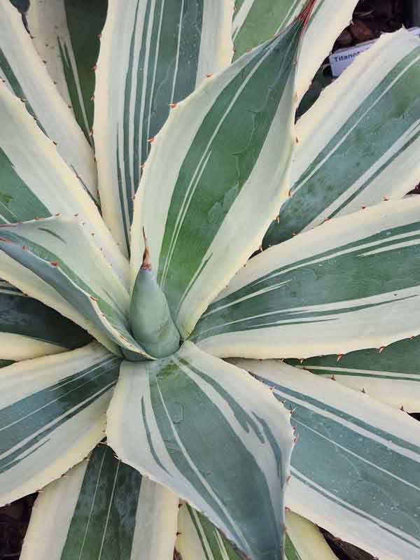 Lg. High Contrast Snowfall Agave Plant (agave sp) - Image 2