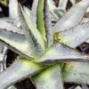 Lg. Thick Leaf Blue Star Agave Plant (agave pumila sp)