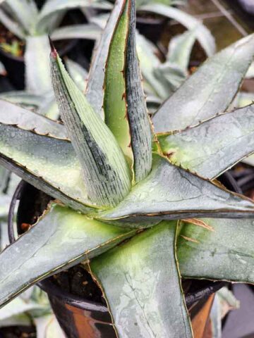 Lg. Thick Leaf Blue Star Agave Plant (agave pumila sp)