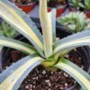Lg. Ferox Medio Picta Agave Plant (agave salmiana sp)