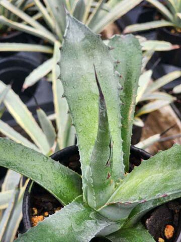 Lg. Blue Zebra Agave Plant (agave sp)