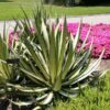 Lg. Caribbean Silver Dagger Agave Plant (agave sisalana variegata)