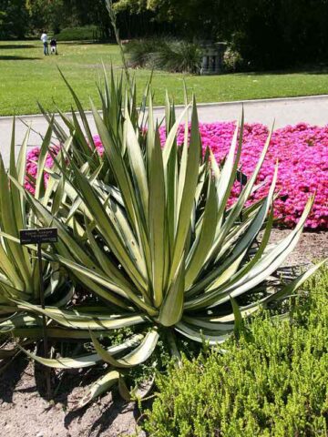 Lg. Caribbean Silver Dagger Agave Plant (agave sisalana variegata)