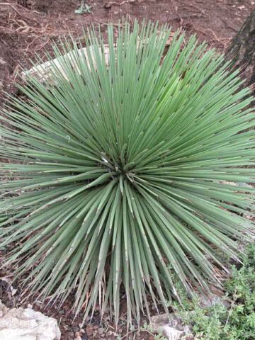 Lg. Fancy Hedgehog Agave Plant (agave stricta)