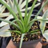 Sunny The Red Hedgehog Agave Plant (agave stricta rubra)