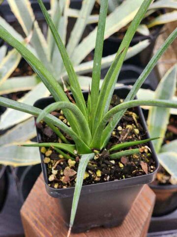 Sunny The Red Hedgehog Agave Plant (agave stricta rubra)