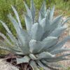 Lg. Sky Blue Desert Agave Plant (agave temacapulinensis sp)