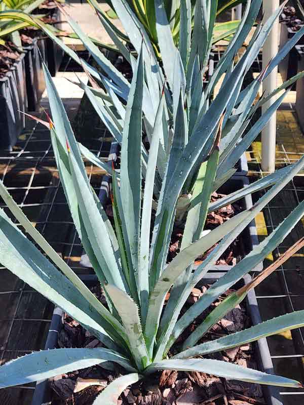 XL True Blue Tequila Agave, Weber Azul Agave Plant (agave tequilana) - Image 3