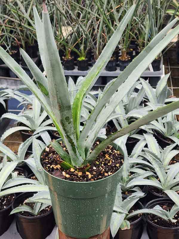 XL True Blue Tequila Agave, Weber Azul Agave Plant (agave tequilana) - Image 5