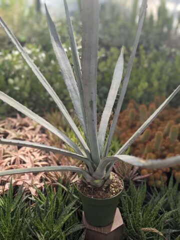XL True Blue Tequila Agave, Weber Azul Agave Plant (agave tequilana) - Image 3