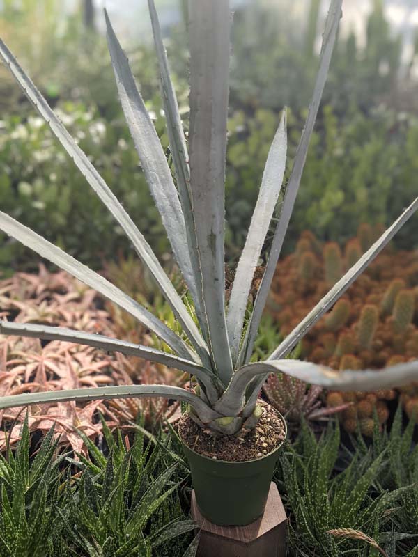 XL True Blue Tequila Agave, Weber Azul Agave Plant (agave tequilana) - Image 3