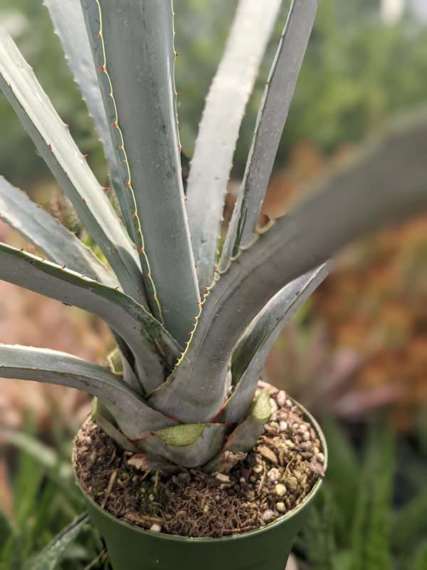 XL True Blue Tequila Agave, Weber Azul Agave Plant (agave tequilana) - Image 7
