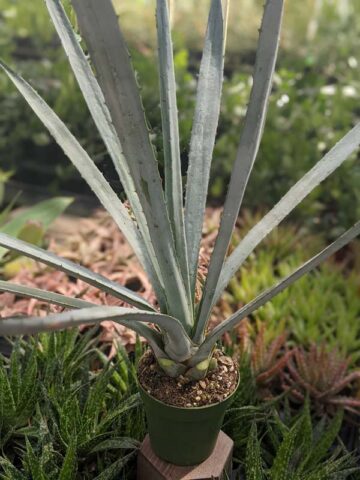 XL True Blue Tequila Agave, Weber Azul Agave Plant (agave tequilana) - Image 8