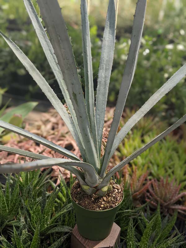 XL True Blue Tequila Agave, Weber Azul Agave Plant (agave tequilana) - Image 8