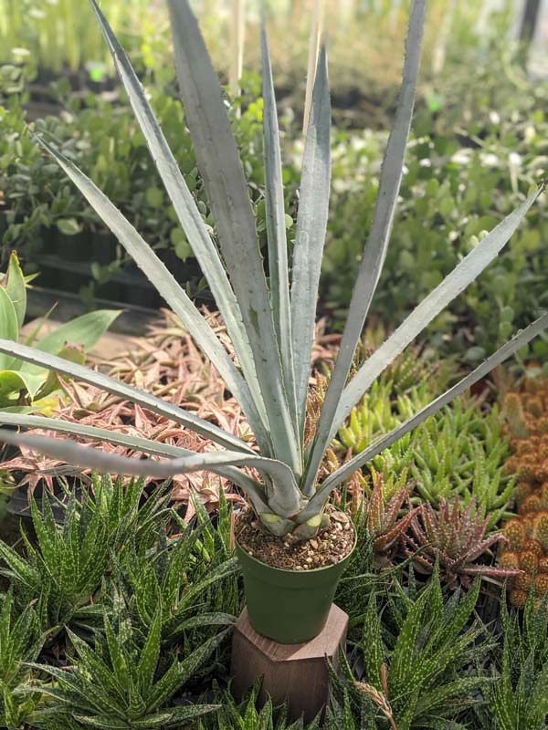 XL True Blue Tequila Agave, Weber Azul Agave Plant (agave tequilana) - Image 5