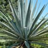 Lg. True Blue Tequila Agave, Weber Azul Agave Plant (agave tequilana)