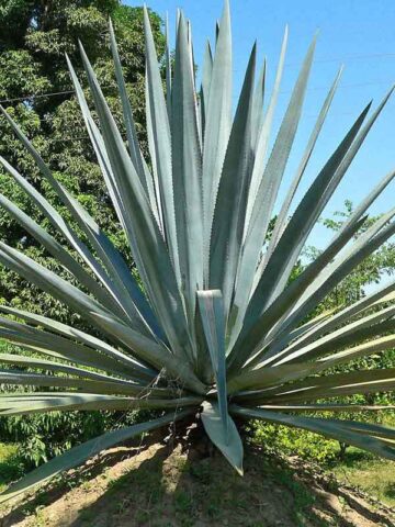Lg. True Blue Tequila Agave, Weber Azul Agave Plant (agave tequilana)