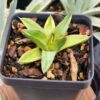 Rare Victoriae Reginae Goldie Agave Plant (agave victoriae sp)