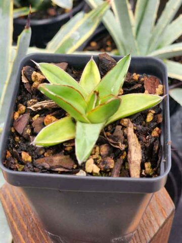 Rare Victoriae Reginae Goldie Agave Plant (agave victoriae sp)