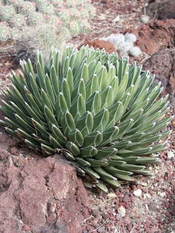 Popular Classic Round Queen Victoria Agave Plant (agave victoriae regina)