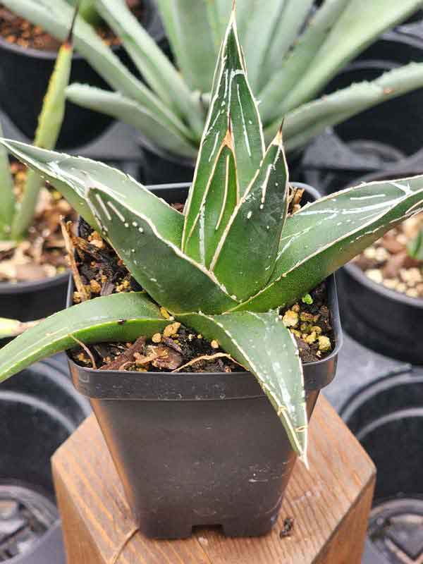 Popular Classic Round Queen Victoria Agave Plant (agave victoriae regina) - Image 6